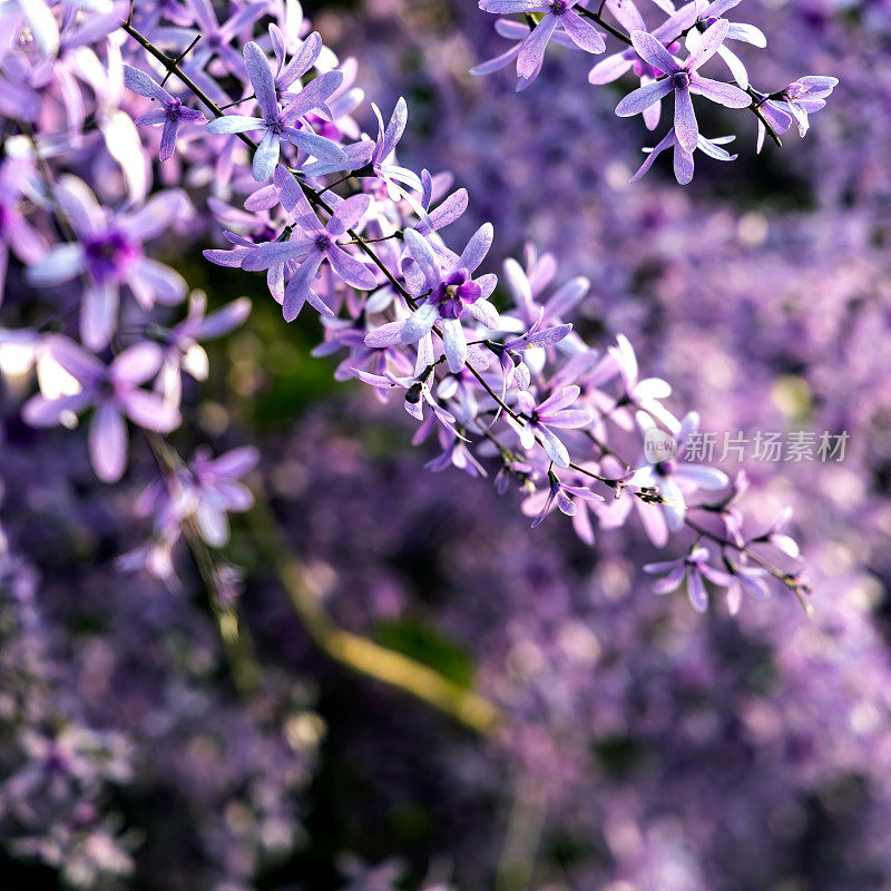 紫皇后花环(Petrea volubilis)开花藤蔓